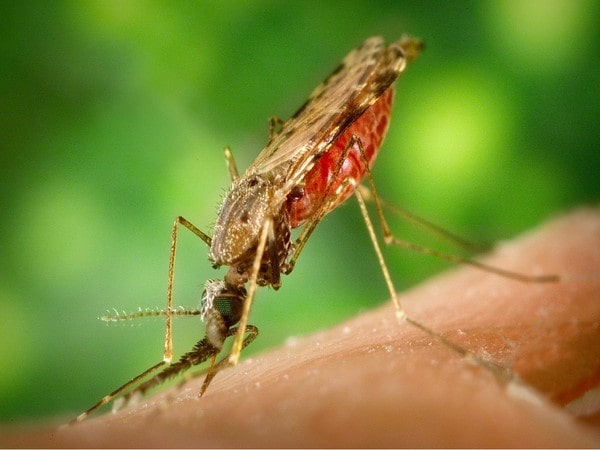 مالاریا و پسوریازیس | خیز